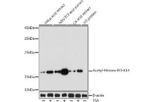 Western blot analysis of extracts of various cell lines, using Acetyl-Histone H3-K14 antibody (ABIN7267666) at 1:1000 dilution.