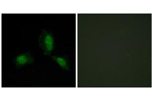 Immunofluorescence (IF) image for anti-Insulin Receptor Substrate 1 (IRS1) (Ser312) antibody (ABIN1848112)