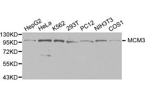 Western blot analysis of extracts of various cell lines, using MCM3 antibody. (MCM3 抗体  (AA 1-295))