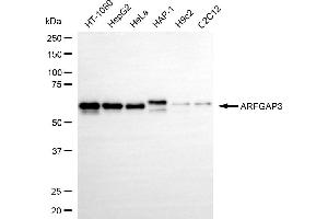 Western blotting analysis using ARFGAP3 antibody (ABIN7797533). (ARFGAP3 抗体)