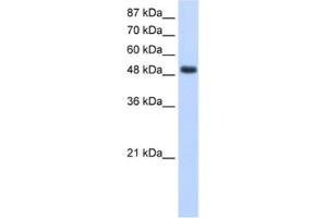 Western Blotting (WB) image for anti-RNA Binding Motif, Single Stranded Interacting Protein 1 (RBMS1) antibody (ABIN2462135) (RBMS1 抗体)