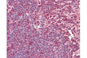 Anti-TCF12 / HEB antibody IHC staining of human thymus. (TCF12 抗体  (N-Term))
