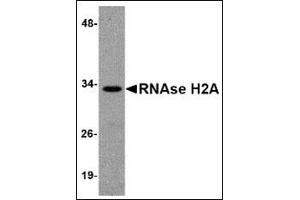 Western blot analysis of RNAse H2A in HeLa cell lysate with this product at 1 μg/ml. (RNASEH2A 抗体  (Center))