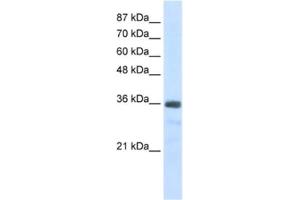 Western Blotting (WB) image for anti-U11/U12 SnRNP 35 KDa Protein antibody (ABIN2462235) (SNRNP35 抗体)