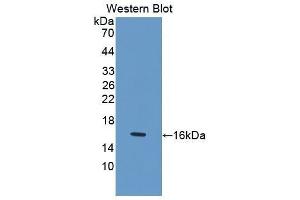 Western Blotting (WB) image for anti-Growth Differentiation Factor 1 (GDF1) (AA 230-357) antibody (ABIN1175494) (GDF1 抗体  (AA 230-357))