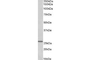 anti-Linker For Activation of T Cells Family, Member 2 (LAT2) (Internal Region) antibody