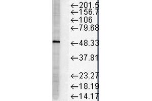 Western Blot analysis of Human HeLa cell lysates showing detection of FKBP51 protein using Mouse Anti-FKBP51 Monoclonal Antibody, Clone Hi51B . (FKBP5 抗体  (Atto 390))