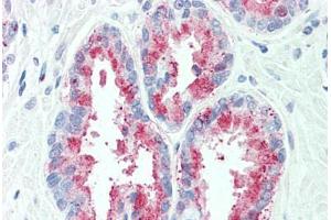 Anti-TSPAN13 antibody  ABIN1049446 IHC staining of human, prostate. (TSPAN13 抗体  (Internal Region))