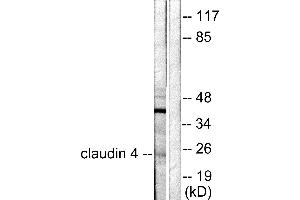 Western blot analysis of extracts from HeLa cells, using Claudin 4 antibody (#C0141). (Claudin 4 抗体)
