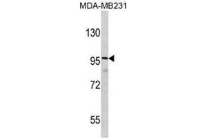 Image no. 1 for anti-Discs, Large (Drosophila) Homolog-Associated Protein 1 (DLGAP1) (N-Term) antibody (ABIN452914) (DLGAP1 抗体  (N-Term))