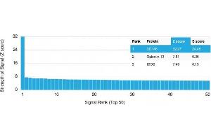 Analysis of Protein Array containing more than 19,000 full-length human proteins using MCAM Mouse Monoclonal Antibody (MCAM/3048). (MCAM 抗体  (AA 226-374))