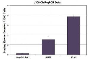 p300 antibody (mAb) tested by ChIP. (p300 抗体)