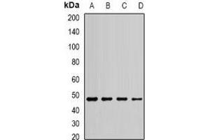 Western blot analysis of EEF1A1 expression in MCF7 (A), Jurkat (B), HepG2 (C), SHSY5Y (D) whole cell lysates. (eEF1A1 抗体)