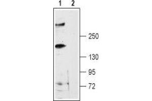 Western blot analysis of rat brain membranes: - 1. (RYR3 抗体  (Intracellular, N-Term))