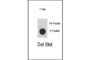 Dot blot analysis of anti-Phospho-PKK2- Antibody 3147a on nitrocellulose membrane. (MAPKAP Kinase 2 抗体  (pSer272))