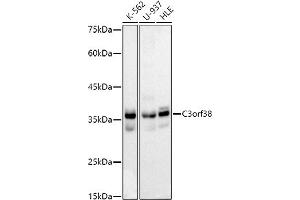 Western blot analysis of extracts of various cell lines, using C3orf38 antibody (ABIN7266382) at 1:1000 dilution. (C3orf38 抗体)