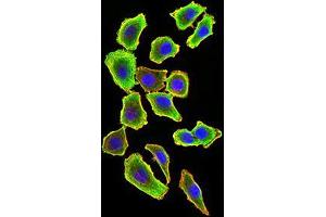 Immunocytochemistry (ICC) image for anti-TNF Receptor-Associated Factor 2 (TRAF2) (AA 39-188) antibody (ABIN5542488)