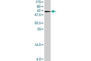 Western Blotting (WB) image for anti-C-Fos Induced Growth Factor (Vascular Endothelial Growth Factor D) (Figf) (AA 1-354) antibody (ABIN560902)