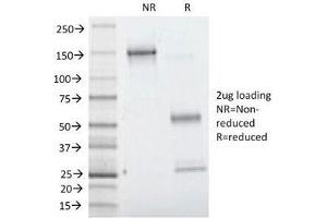 SDS-PAGE Analysis of Purified, BSA-Free Villin Antibody (clone VIL1/1314). (Villin 1 抗体  (AA 179-311))