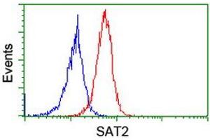 Image no. 3 for anti-Spermidine/Spermine N1-Acetyltransferase 2 (SAT2) antibody (ABIN1500807) (SAT2 抗体)