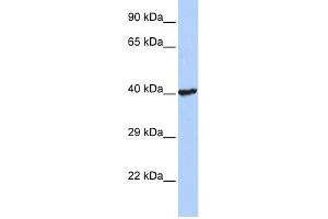 WB Suggested Anti-RNF113B Antibody Titration:  0. (RNF113B 抗体  (Middle Region))