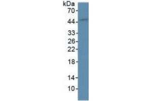 Rabbit Capture antibody from the kit in WB with Positive Control: Human liver tissue. (BMP4 CLIA Kit)