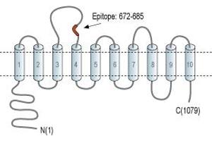 Representative domain view of the target of ABIN7043728.