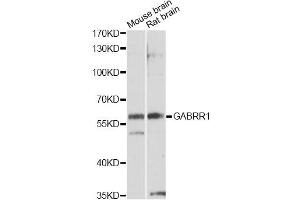 Western blot analysis of extracts of various cell lines, using GABRR1 antibody (ABIN1872764) at 1:1000 dilution. (GABRR1 抗体)