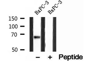 Western blot analysis of extracts of BxPC-3 cells, using LMNB2 antibody. (Lamin B2 抗体  (Internal Region))