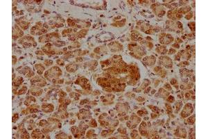 IHC image of ABIN7139855 diluted at 1:400 and staining in paraffin-embedded human pancreatic tissue performed on a Leica BondTM system. (GIP 抗体  (AA 113-131))