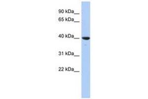 Image no. 1 for anti-Glutaredoxin 3 (GLRX3) (N-Term) antibody (ABIN6741475) (GLRX3 抗体  (N-Term))