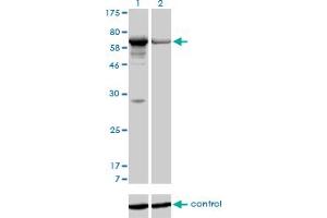 Western blot analysis of PAPSS1 over-expressed 293 cell line, cotransfected with PAPSS1 Validated Chimera RNAi (Lane 2) or non-transfected control (Lane 1). (PAPSS1 抗体  (AA 144-252))