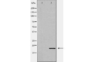 Western blot analysis of Mouse liver tissue lysates, using GADD45A Antibody. (GADD45A 抗体  (N-Term))