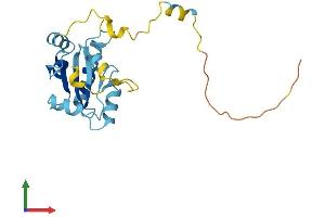 Protein Structure (PS) image for Nucleoredoxin Like Protein 1 (NXNL1) (AA 1-212) protein (His tag) (ABIN7550278)