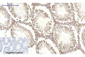 Immunohistochemical analysis of paraffin-embedded rat testis tissue. (c-MYC 抗体  (AA 360-440))