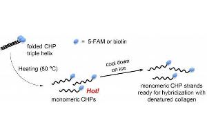 Image no. 2 for Collagen (COL) peptide (5-FAM) (ABIN6952240)