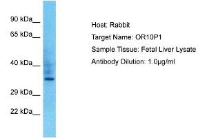 Western Blotting (WB) image for anti-Olfactory Receptor, Family 10, Subfamily P, Member 1 (OR10P1) (C-Term) antibody (ABIN2791820)