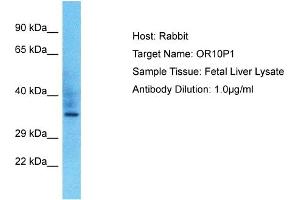 Host: Rabbit Target Name: OR10P1 Sample Type: Fetal Liver lysates Antibody Dilution: 1. (OR10P1 抗体  (C-Term))