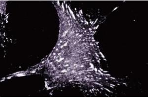 Immunofluorescence staining of human fibroblasts. (TGFB1I1 抗体  (AA 73-186))