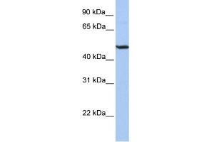 WB Suggested Anti-BHLHB3 Antibody Titration:  0. (BHLHE41 抗体  (Middle Region))