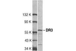 Western blot analysis of DR3 in Jurkat total cell lysate with AP30296PU-N DR3 antibody at 1:500 dilution. (DR3/LARD 抗体  (C-Term))