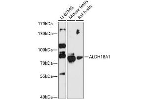 Western blot analysis of extracts of various cell lines, using  antibody (2247) at 1:3000 dilution. (P5CS 抗体  (AA 1-240))