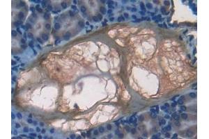 Detection of F7 in Mouse Kidney Tissue using Polyclonal Antibody to Coagulation Factor VII (F7) (Factor VII 抗体  (AA 42-169))