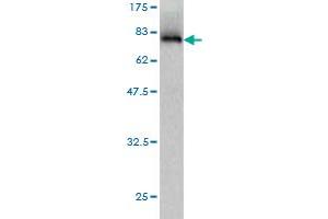 Western Blotting (WB) image for anti-Symplekin (SYMPK) (AA 1-533) antibody (ABIN563558)