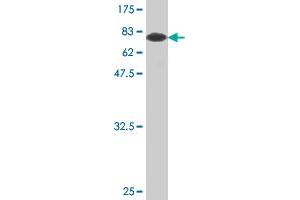 Western Blot detection against Immunogen (78. (FH 抗体  (AA 33-510))