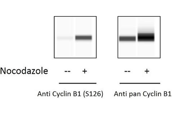 Cyclin B1 ELISA 试剂盒