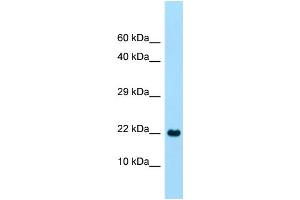 Western Blotting (WB) image for anti-C-Type Lectin Domain Family 2, Member A (CLEC2A) (C-Term) antibody (ABIN2790615)