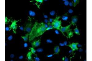 Immunofluorescence (IF) image for anti-Platelet/endothelial Cell Adhesion Molecule (PECAM1) antibody (ABIN1497243)