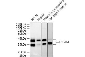 Western blot analysis of extracts of various cell lines, using EpCAM antibody (ABIN3021637, ABIN3021638, ABIN3021639, ABIN1513585 and ABIN6215463) at 1:500 dilution.
