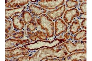 Immunohistochemistry of paraffin-embedded human kidney tissue using ABIN7155985 at dilution of 1:100 (Hydroxyacid Oxidase 2 (HAO2) (AA 2-200) 抗体)